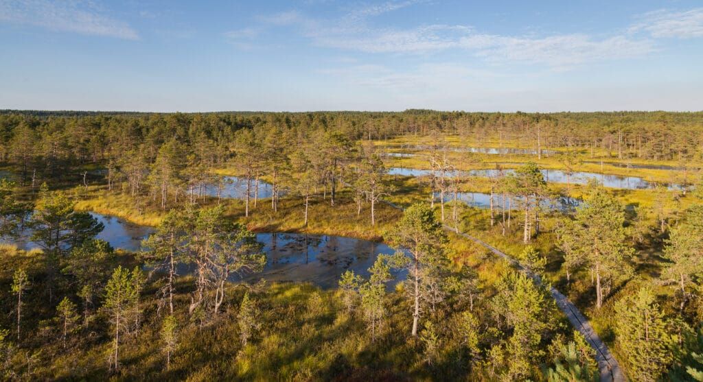 Aerial view of the wetlands and bog forests in Soomaa National Park, Estonia, showcasing lush greenery, scattered pools of water, and diverse natural habitats under a clear blue sky.