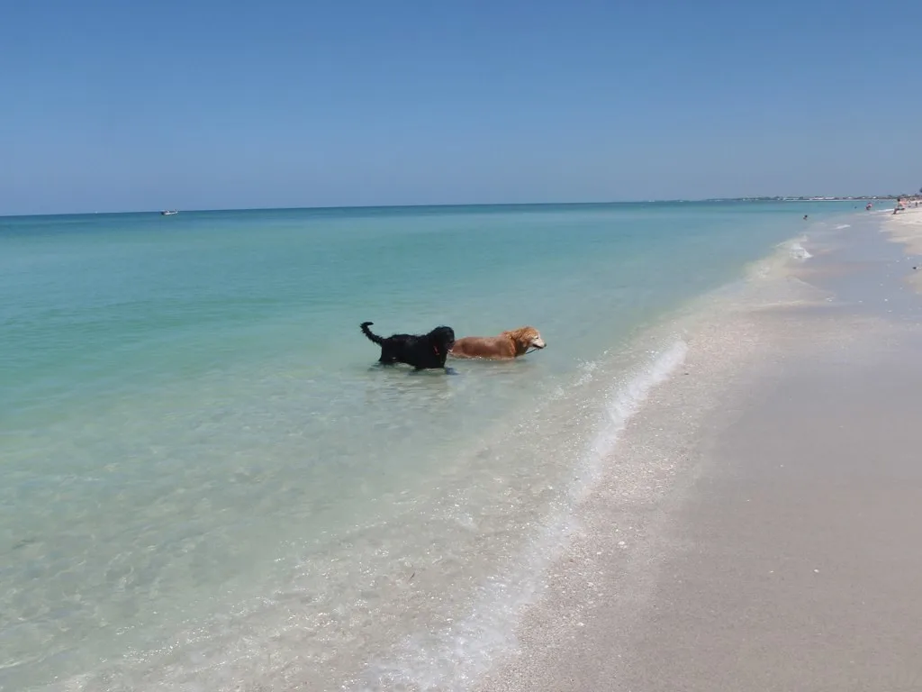 Two dogs playing on the white sand beach at Siesta Key, Florida with clear blue Gulf waters in the background