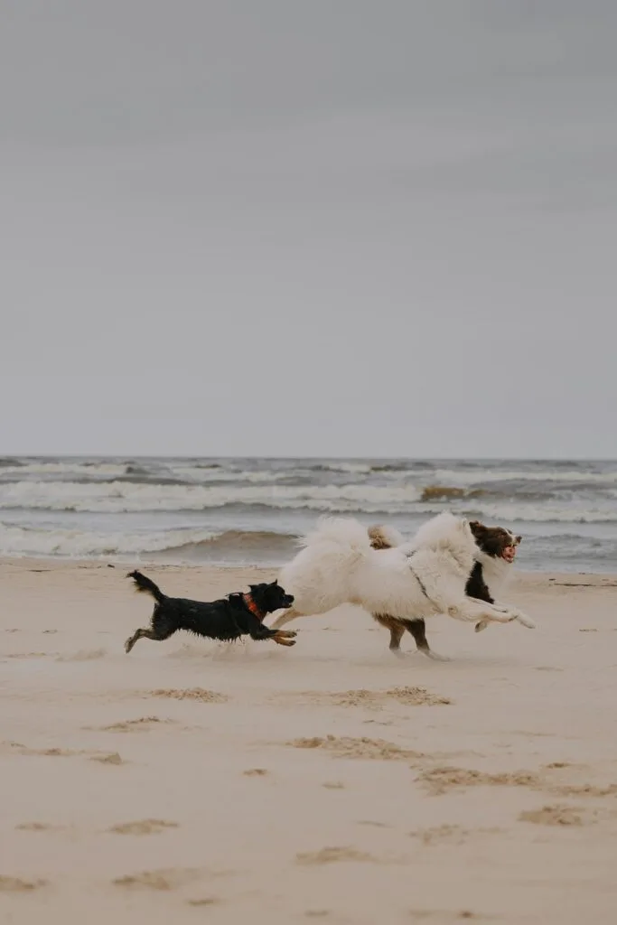 Two dogs playing on Siesta Key Beach in Florida with gentle ocean waves rolling in behind them