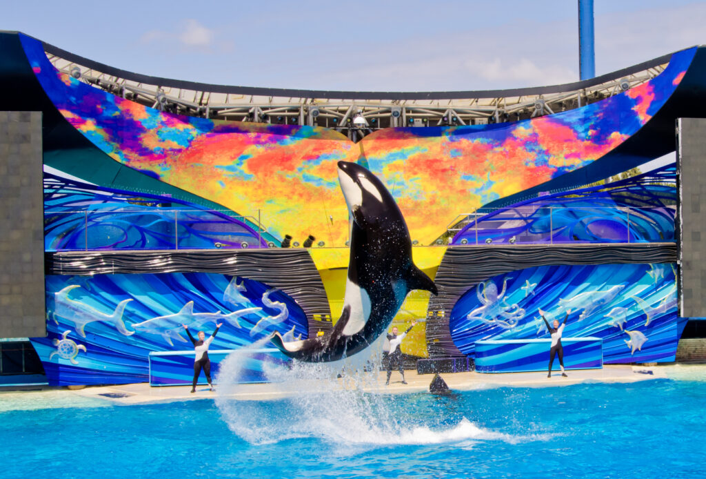 Kids watching dolphins at SeaWorld San Diego – one of the best things to do in San Diego with kids