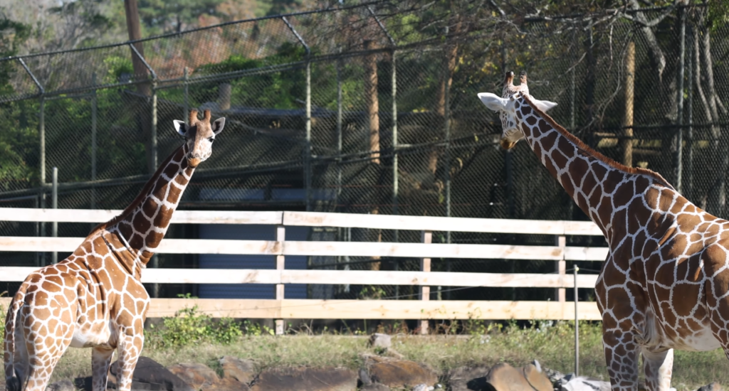 Two giraffes standing in an outdoor habitat at Birmingham Zoo, one of the top things to do with family in Birmingham AL