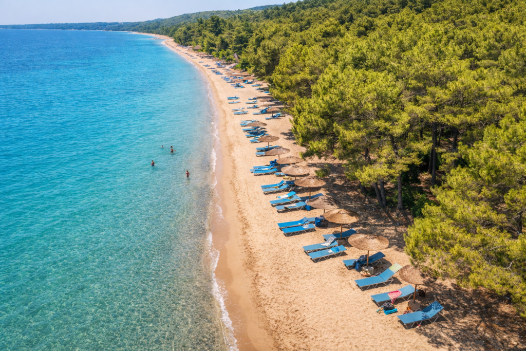 Pine forest providing natural shade along Marathon Beach coastline