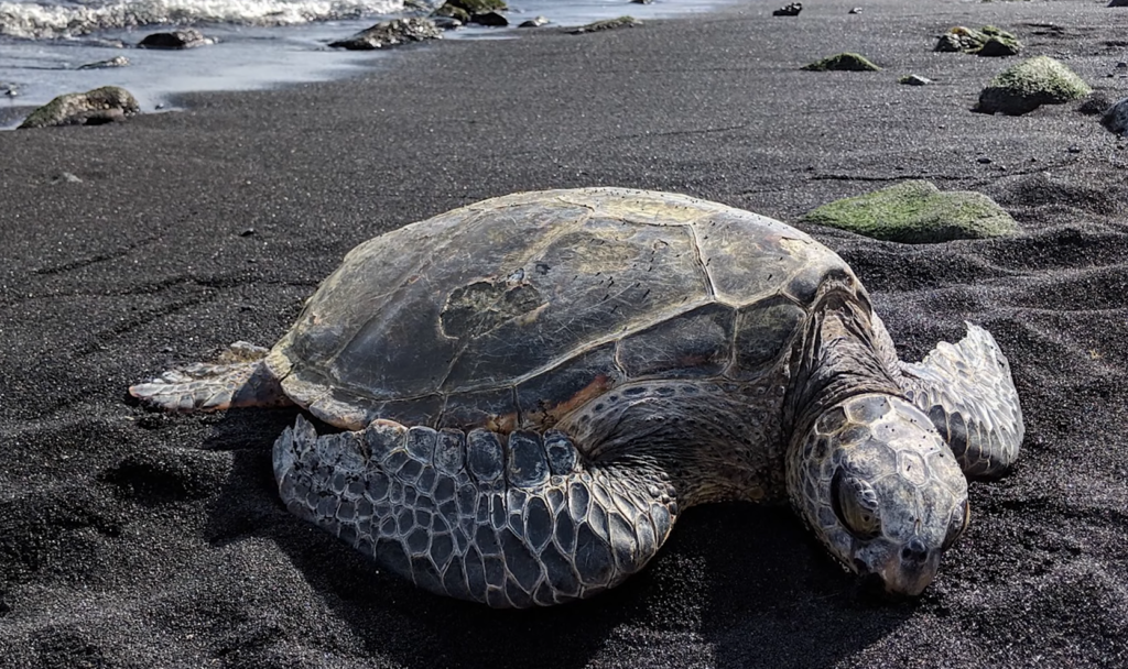 Endangered Hawaiian green sea turtle honu on warm black sand at Punaluu Beach Hawaii