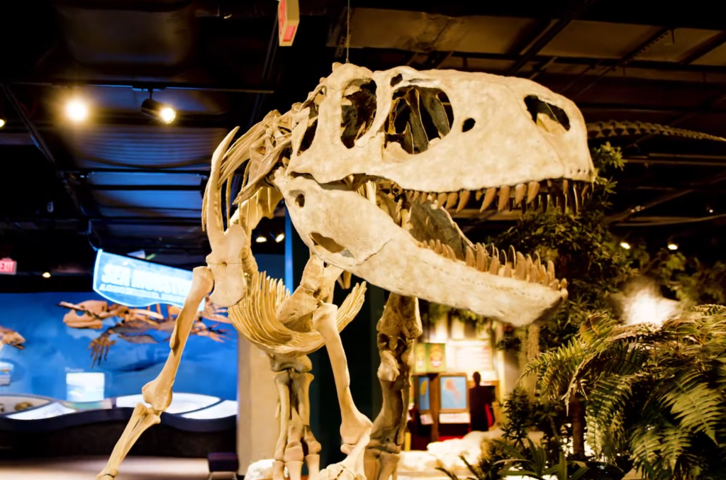 Dinosaur skeleton exhibit at McWane Science Center, one of the top things to do with family in Birmingham AL, featuring interactive science displays and kid-friendly attractions.